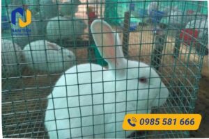 Lưới bọc nhựa PVC làm chuồng thỏ