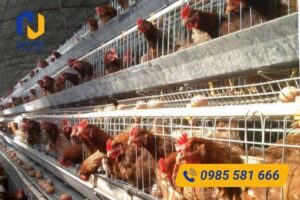 Lưới thép chuồng gà