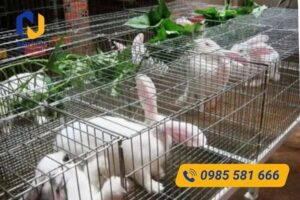 Lưới thép chuồng thỏ