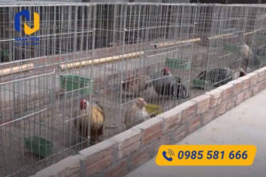Lưới thép hàn làm chuồng gà