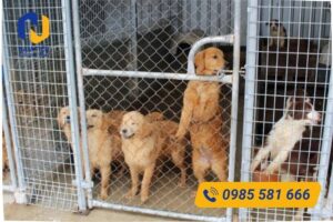Nên chọn loại lưới thép nào làm chuồng chó