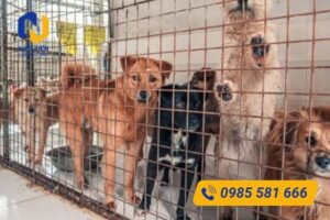 Tiêu chuẩn lưới dùng làm chuồng cho chó