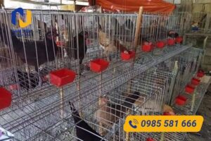 Tiêu chuẩn lưới thép làm chuồng gà