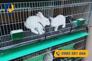 Tiêu chuẩn lưới thép làm chuồng thỏ