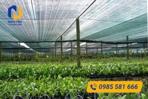 Cách nhận biết lưới tốt khi mua